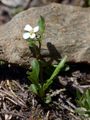 Resedablättriges Schaumkraut - Cardamine resedifolia L.