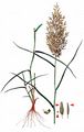 Small Love-Grass - Eragrostis minor Host