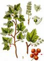 Mountain Currant - Ribes alpinum L.