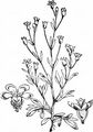 Dreifinger-Steinbrech - Saxifraga tridactylites L.