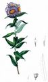 Rauhblatt-Herbstaster - Symphyotrichum novae-angliae (L.) G. L. Nesom