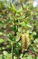 Alnus alnobetula (Grün-Erle) - Blütenstand