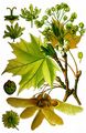 Norway Maple - Acer platanoides L.
