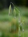 Winter Wild-Oat - Avena sterilis L.