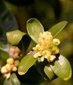 Box - Buxus sempervirens L.