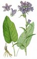 Clustered Bellflower - Campanula glomerata L.