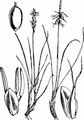 Floh-Segge - Carex pulicaris L.