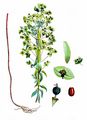 Upright Spurge - Euphorbia stricta L.