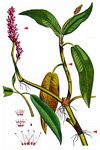 Wasser-Knöterich - Persicaria amphibia (L.) Delarbre 