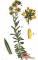 Yellow Saxifrage - Saxifraga aizoides L. 