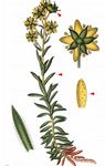 Fetthennen-Steinbrech - Saxifraga aizoides L. 