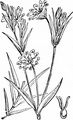 Greater Stitchwort - Stellaria holostea L. 