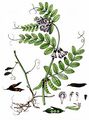 Bush Vetch - Vicia sepium L.