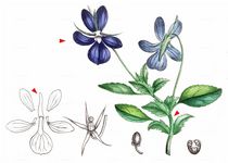 Gesporntes Veilchen - Viola calcarata L. 