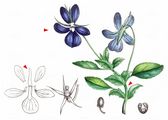 Long-Spurred Violet - Viola calcarata L.