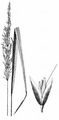 Bunch Grass - Calamagrostis arundinacea (L.) Roth