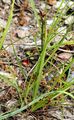 Weak Arctic Sedge - Carex supina Wahlenb. 