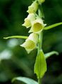 Gelber Fingerhut - Digitalis lutea L.