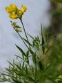 Meadow Vetchling - Lathyrus pratensis L.