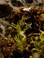 Mossy Sandwort - Moehringia muscosa L.