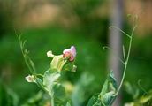 Garden Pea - Pisum sativum L.