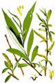 White Willow - Salix alba L.