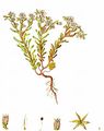 Spanish Stonecrop - Sedum hispanicum L.