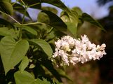 Gewöhnlicher Flieder - Syringa vulgaris L.