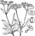 Common Cornsalad - Valerianella locusta (L.) Laterr.