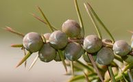 Juniperus communis (Gewöhnlicher Wacholder) - beerenartige Zapfen