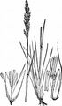 Northern Bentgrass - Agrostis rupestris All.