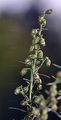 Estragon - Artemisia dracunculus L.