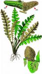 Schriftfarn - Asplenium ceterach L. 