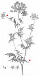 Gold-Kälberkropf - Chaerophyllum aureum L. 