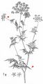 Golden Chervil - Chaerophyllum aureum L. 