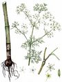 Turnip-Root Chervil - Chaerophyllum bulbosum L.