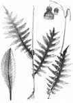 Kleb-Kratzdistel - Cirsium erisithales (Jacq.) Scop. 