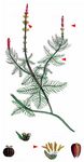 Ähriges Tausendblatt - Myriophyllum spicatum L. 