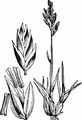 Bulbous Meadow-Grass - Poa bulbosa L.