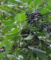 Wolliger Schneeball - Viburnum lantana L.