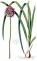 Sand Leek - Allium scorodoprasum L.