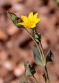 Yellow-Wort - Blackstonia perfoliata (L.) Huds. 