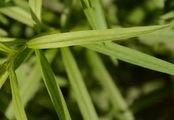 Weidenblättrige Herbstaster - Symphyotrichum salignum (Willd.) G. L. Nesom
