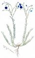 Asian Flax - Linum austriacum L.