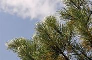 Austrian Pine, Corsican Pine - Pinus nigra J. F. Arnold