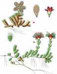 Roter Steinbrech - Saxifraga oppositifolia L. 