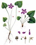 Moor-Veilchen - Viola uliginosa Besser 