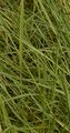 Velvet Bent - Agrostis canina L.