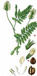 Kicher-Tragant - Astragalus cicer L. 