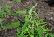 Feigenblättriger Gänsefuß - Chenopodium ficifolium Sm.